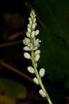 Seneca snakeroot